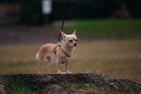 Welche Aktivitäten fördern die Gesundheit und das Wohlbefinden eines Hundes?