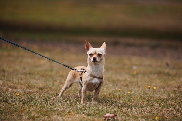 Welche Ernährung ist ideal für meine Katze?